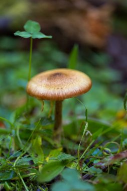 Sarı-kahverengi küçük mantar
