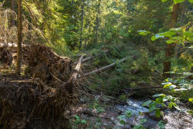Fırtına sonra kırılmış ağaçlar
