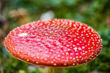 Ormanda tarım mantarı uçur  