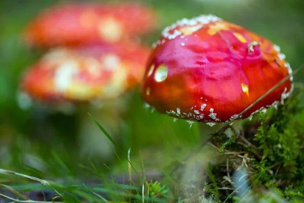 Mosca cogumelos agáricos na floresta — Fotografia de Stock