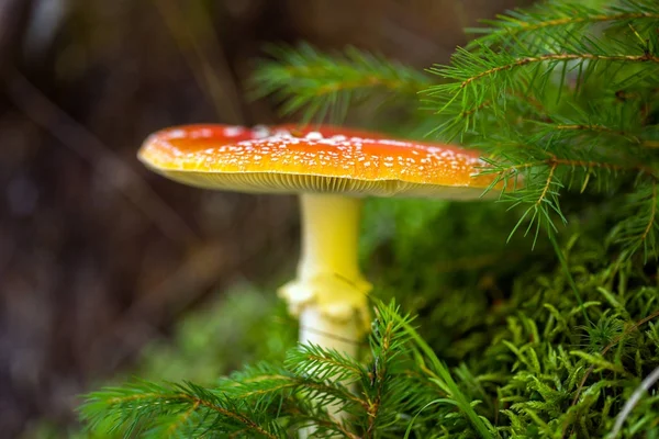 Mouche champignon agarique en forêt — Photo