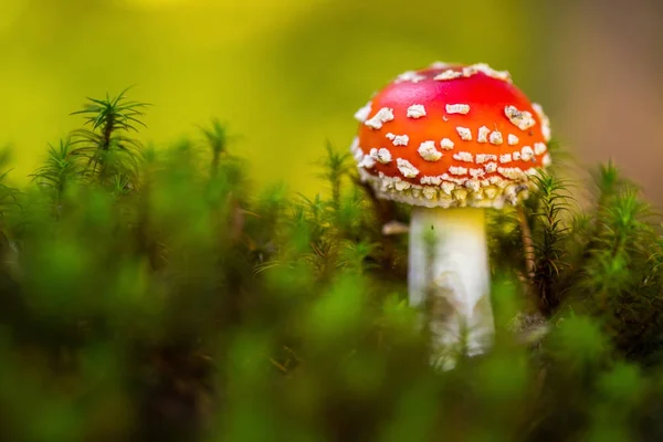 Mouche champignon agarique en forêt — Photo