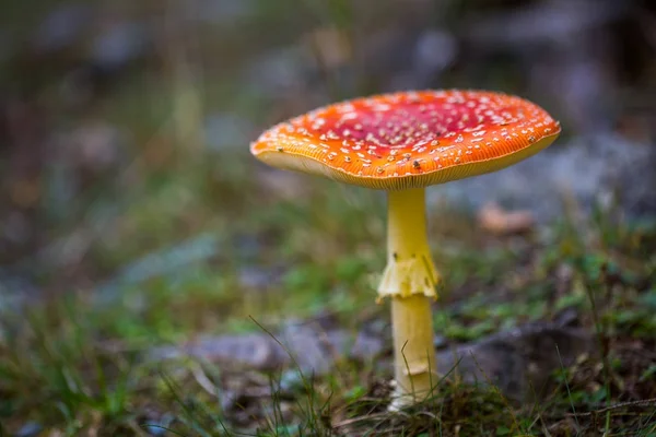 Fly agaric mushroom in forest — Stock Photo, Image