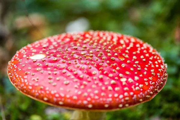 Muška agarická houba v lese — Stock fotografie