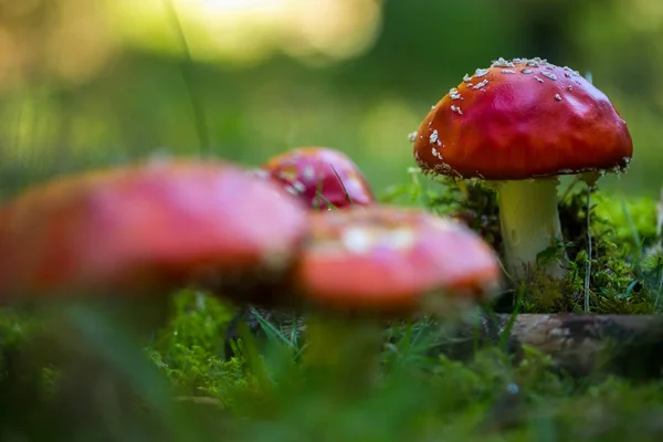 在森林里飞木耳蘑菇 Stockbild