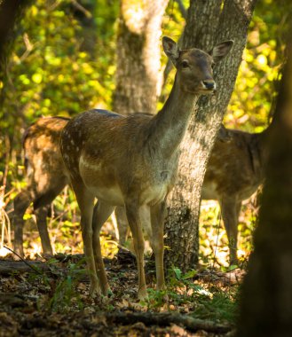 Ormandaki alageyik grup