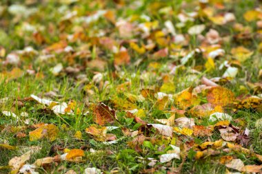 yere düşen yapraklar