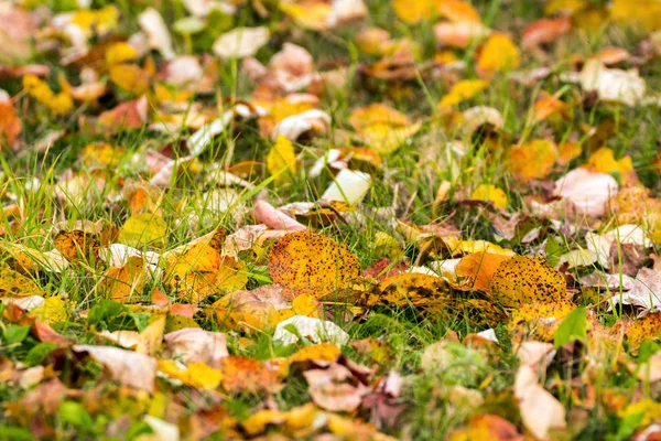 Nedfallna löv på marken — Stockfoto
