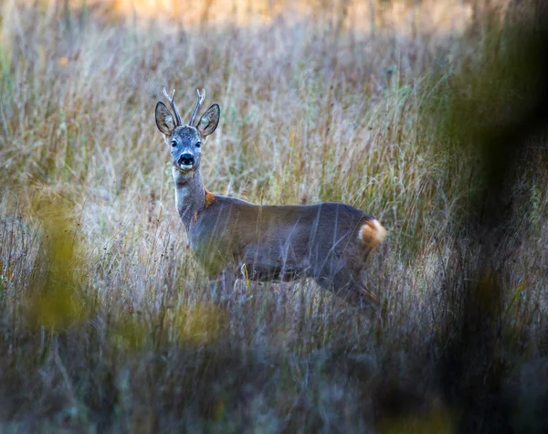 Roebuck in high grass — Stock Photo, Image