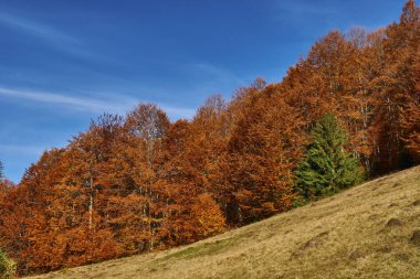Güzel sonbahar manzarası