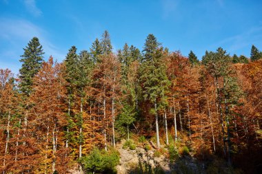 Güzel sonbahar manzarası