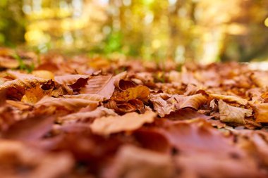 yere düşen yapraklar