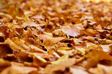 yere düşen yapraklar