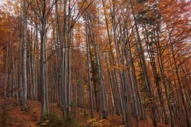 Güzel sonbahar manzarası