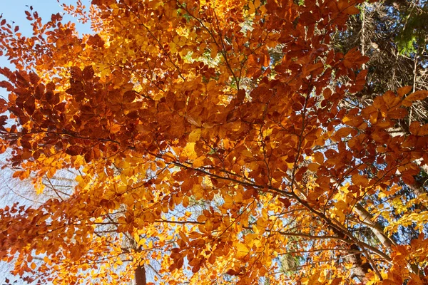 Bellissimo paesaggio autunnale — Foto Stock