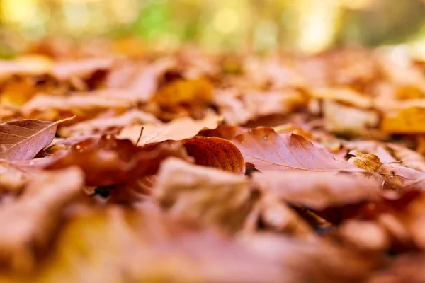 Nedfallna löv på marken — Stockfoto