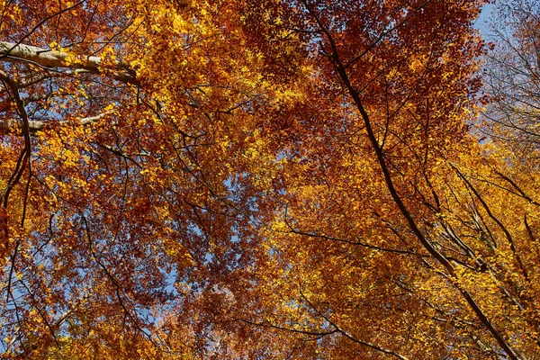 아름다운 가을 풍경 — 스톡 사진