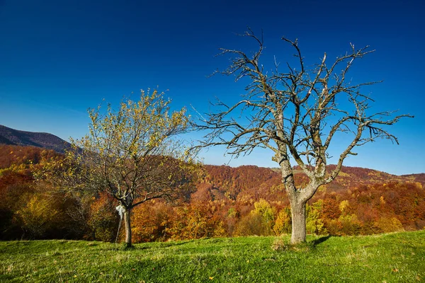 Bela paisagem outono — Fotografia de Stock