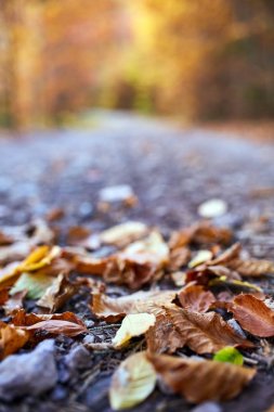 Yolda düşen yapraklar