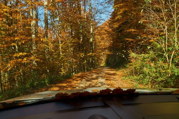 Úžasný podzimní lesní výhled z vozu — Stock fotografie