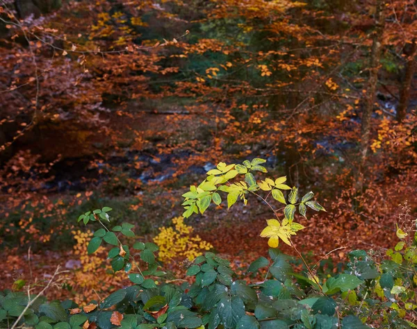 Jesienne liście z tło zamazane pole — Zdjęcie stockowe