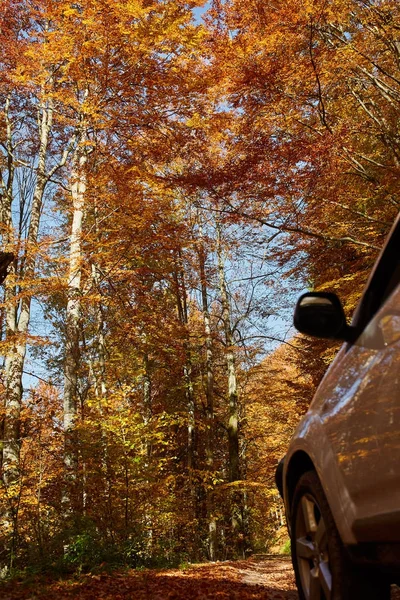 Passenger car in forest — Stock Photo, Image