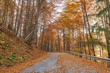 Asfalt yol renkli ormanı