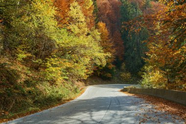 Asfalt yol renkli ormanı