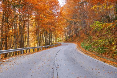 Asfalt yol renkli ormanı