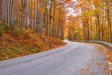Asfalt yol renkli ormanı