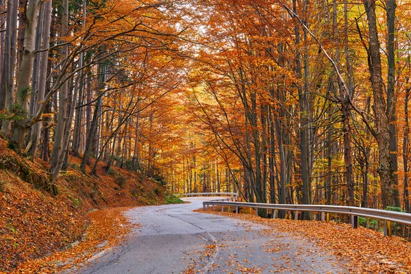 Estrada de asfalto através de floresta colorida — Fotografia de Stock