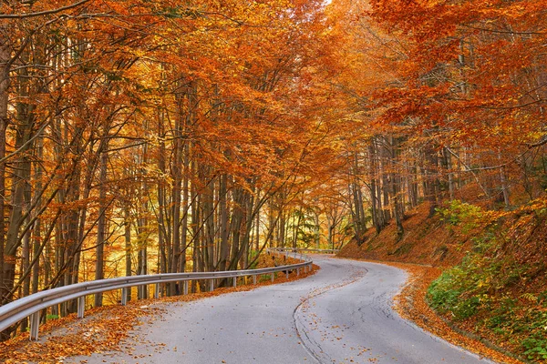 Camino de asfalto a través del bosque colorido — Foto de Stock