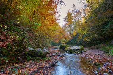 güzel sonbahar manzarası