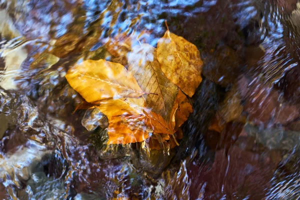 Осенние листья в реке — стоковое фото