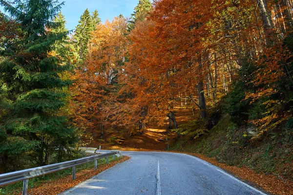 Asfaltweg door kleurrijke bos — Stockfoto