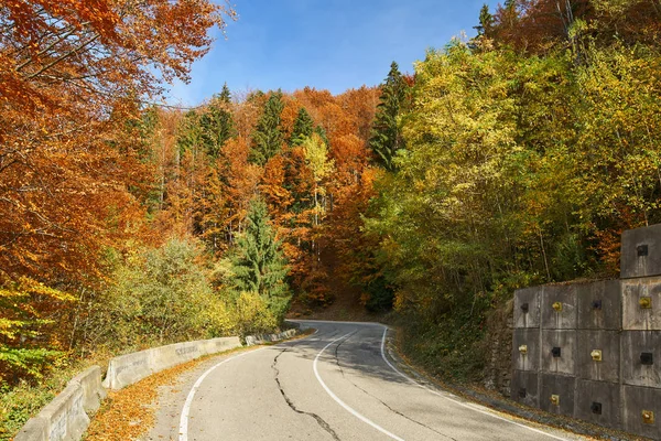 Barevné lesem po asfaltové silnici — Stock fotografie