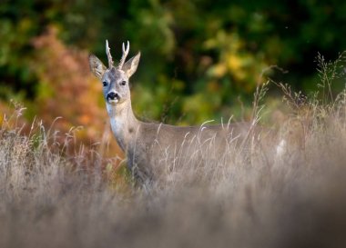 Roebuck yüksek çim