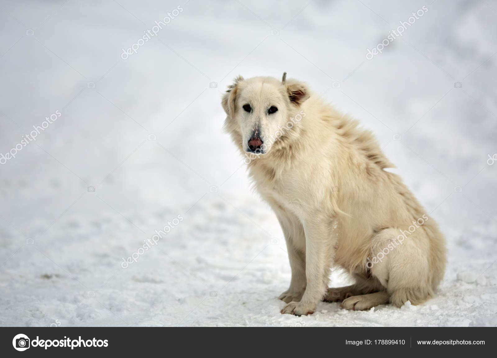Gros Chien Berger Garde Blanc Dans Neige Photographie