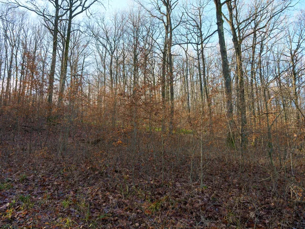 Deciduous Forest Barren Trees Fallen Leaves — Stock Photo, Image