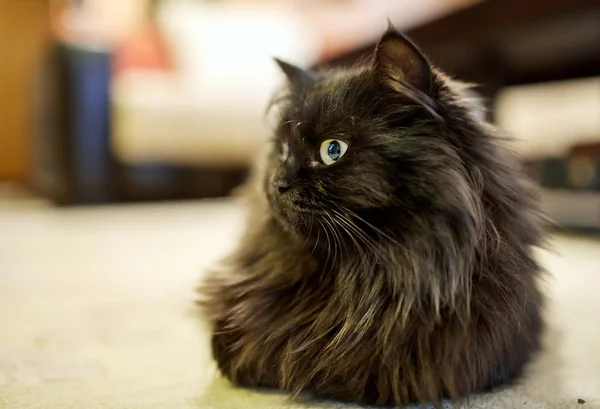 Primer Plano Gato Negro Sentado Alfombra — Foto de Stock