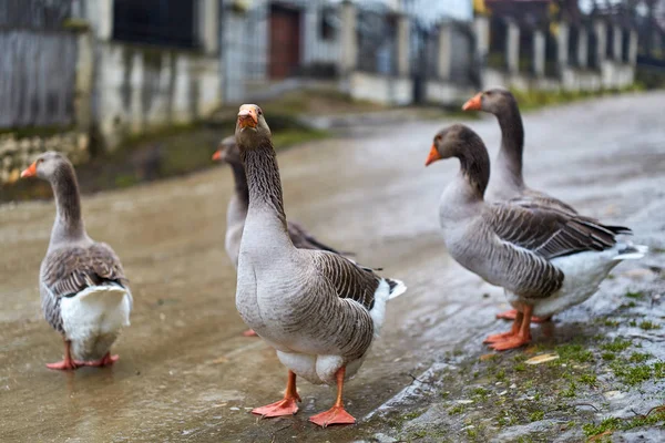 Flock Geese Countryside — Stock Photo, Image