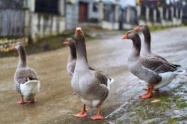 Gänseschwärme Auf Dem Land — Stockfoto