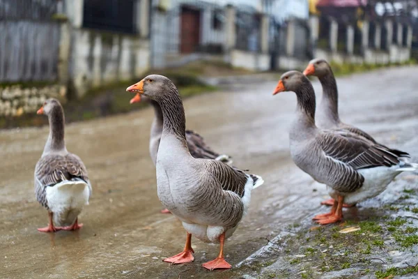 Gänseschwärme Auf Dem Land — Stockfoto