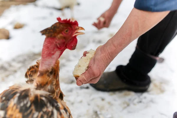 Oude boer vrouw voeding kip — Stockfoto