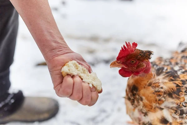 Old peasant woman feeding chicken — Stock Photo, Image