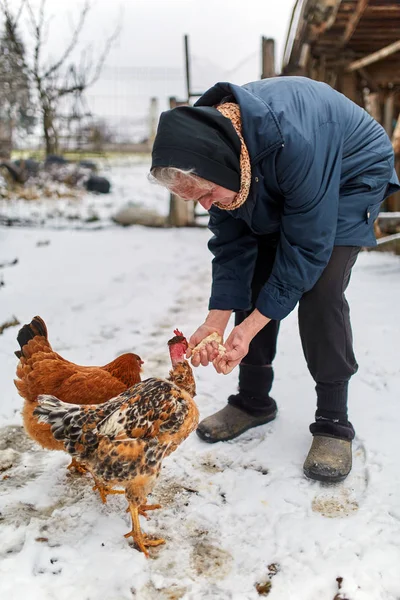 Old peasant woman feeding chicken — Stock Photo, Image