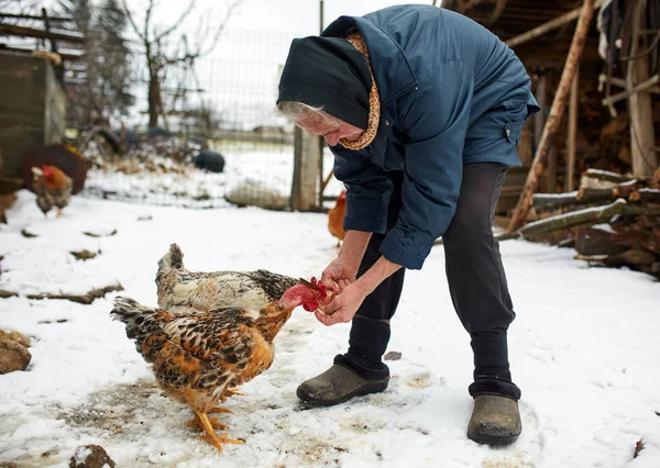 Old peasant woman feeding chicken — Stock Photo, Image