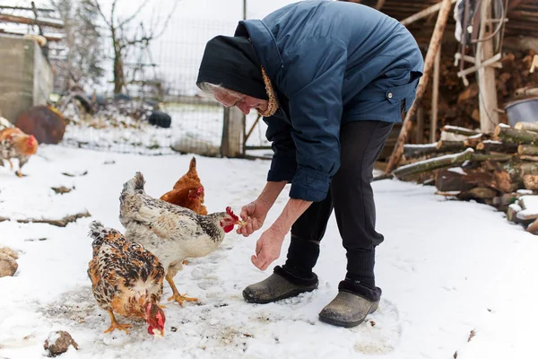 Old peasant woman feeding chicken — Stock Photo, Image