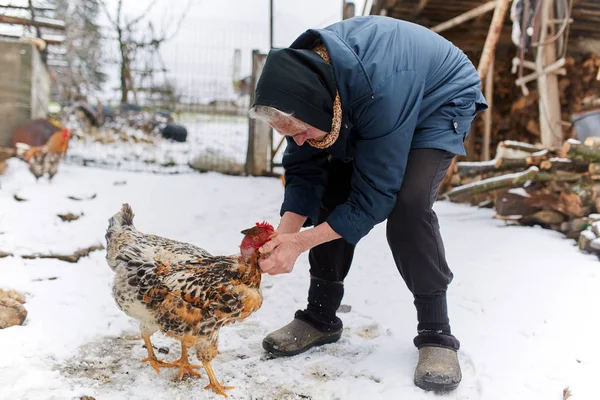 Old peasant woman feeding chicken — Stock Photo, Image