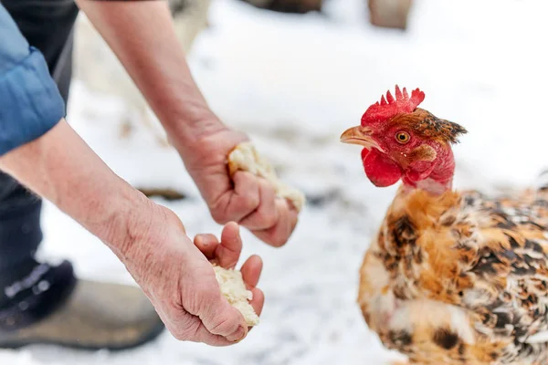 Old peasant woman feeding chicken — Stock Photo, Image